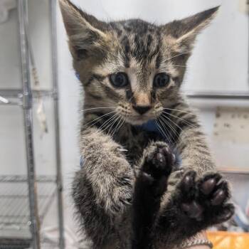 Pillow -  Domestic Short Hair Cat for Adoption in Philadelphia, Pennsylvania - Pillow | PetCurious