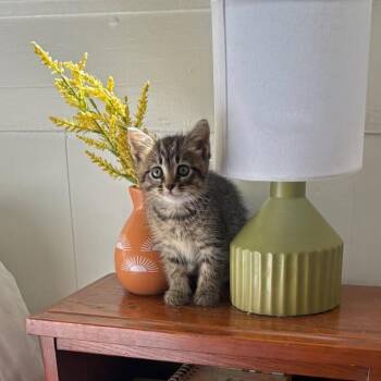 Pip -  Domestic Short Hair Cat for Adoption in Columbus, Georgia - Pip | PetCurious