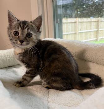 Sweet Pea -  Domestic Short Hair Cat for Adoption in Victor, New York - Sweet Pea | PetCurious