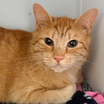 Link -  Domestic Short Hair Cat for Adoption in Aldie, Virginia - Link | PetCurious