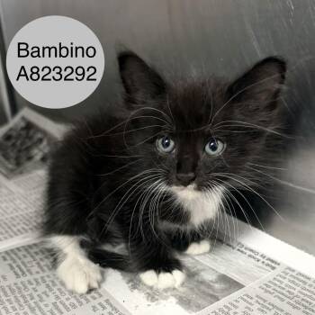 Bambino -  Domestic Short Hair Cat for Adoption in San Antonio, Texas - Bambino | PetCurious