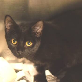 Sneezy -  Domestic Short Hair Cat for Adoption in Belleville, Illinois - Sneezy | PetCurious