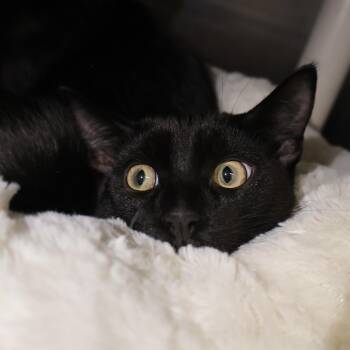 Rescue Domestic Short Hair Cats for Adoption in Briarcliff Manor, New York - Hocus | PetCurious