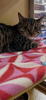 Koa -  Domestic Short Hair Cat for Adoption in Scottsdale, Arizona - Koa | PetCurious