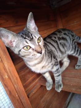 Rescue Domestic Short Hair Cats for Adoption - Harrison | PetCurious