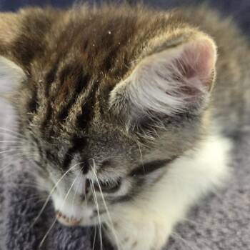 Ponzu -  Domestic Short Hair Cat for Adoption in Volcano, Hawaii - Ponzu | PetCurious