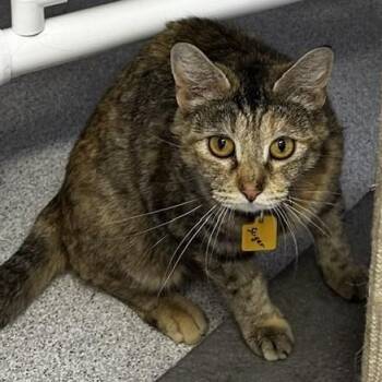 Sugar - Just As Sweet -  Tabby and Tortoiseshell Cat for Adoption in Hoquiam, Washington - Sugar - Just As Sweet | PetCurious