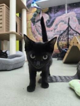 Wisteria -  Domestic Short Hair Cat for Adoption in Savannah, Georgia - Wisteria | PetCurious