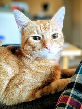 Rescue Tabby and Domestic Short Hair Cats for Adoption in Rosenberg, Texas - Barnabus | PetCurious