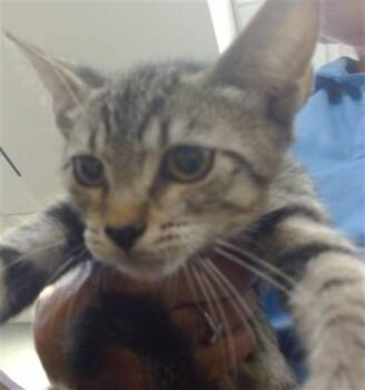 MELLY -  Domestic Short Hair Cat for Adoption in Doral, Florida - MELLY | PetCurious