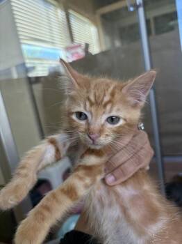 Pumpkin -  Domestic Short Hair Cat for Adoption in Kennewick, Washington - Pumpkin | PetCurious