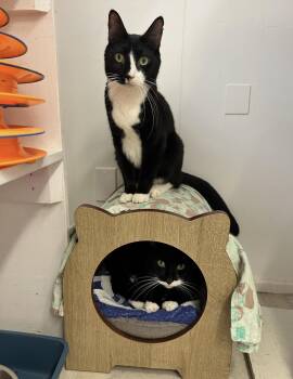 Tuxedo Cats Available for Adoption in Maple Ridge, British Columbia - Beef Stew & French Onion (Bonded Siblings) | PetCurious