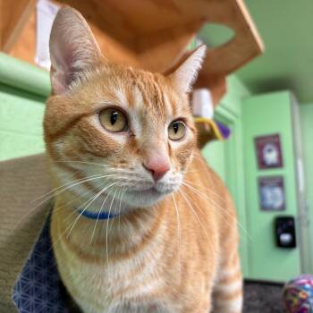 Domestic Short Hair Cats Available for Adoption in Spokane, Washington - Kit | PetCurious