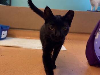 PERTH -  Domestic Short Hair Cat for Adoption in Martinez, California - PERTH | PetCurious