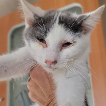 Rescue Domestic Medium Hair Cats for Adoption in Troy, Illinois - Erdan | PetCurious