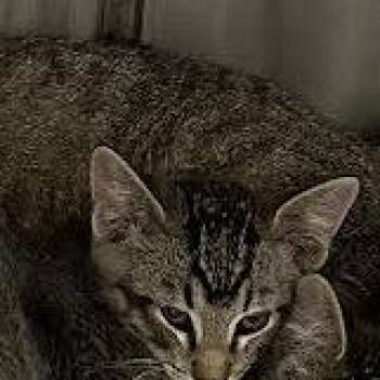 Domestic Short Hair Cats Available for Adoption in Hannibal, Missouri - Aidan | PetCurious