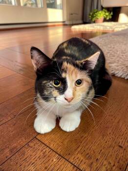 Aurora -  Domestic Short Hair Cat for Adoption in Champaign, Illinois - Aurora | PetCurious