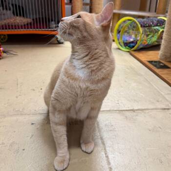 Aleister -  Domestic Short Hair Cat for Adoption in Morgan Hill, California - Aleister | PetCurious
