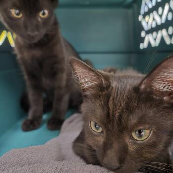 Mad Max -  Domestic Short Hair Cat for Adoption in Pittsburgh, Pennsylvania - Mad Max | PetCurious