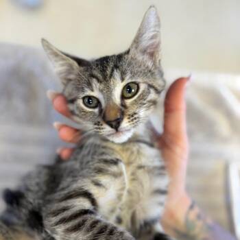 Cashew -  Domestic Medium Hair Cat for Adoption in Goleta, California - Cashew | PetCurious