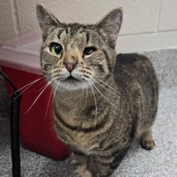 Sloth -  Domestic Short Hair Cat for Adoption in Grand Rapids, Michigan - Sloth | PetCurious