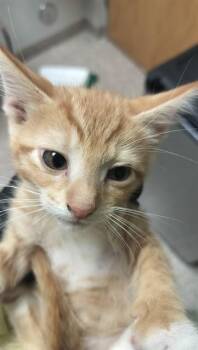 SMURF -  Domestic Short Hair Cat for Adoption in Pueblo, Colorado - SMURF | PetCurious