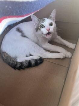 Domestic Short Hair Cats Available for Adoption in Palmetto, Florida - A136057 | PetCurious