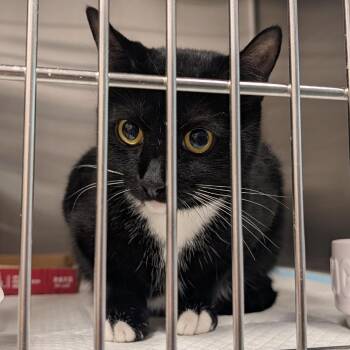Willow -  Domestic Short Hair Cat for Adoption in Clearwater, Florida - Willow | PetCurious