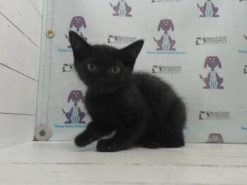 Domestic Medium Hair Cats Available for Adoption in Orlando, Florida - OBI WAN CANNOLI | PetCurious