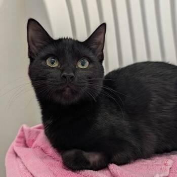 Nyx -  Domestic Short Hair Cat for Adoption in Waynesville, North Carolina - Nyx | PetCurious
