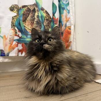 Domestic Long Hair Cats Available for Adoption in Lone Rock, Wisconsin - Luna | PetCurious