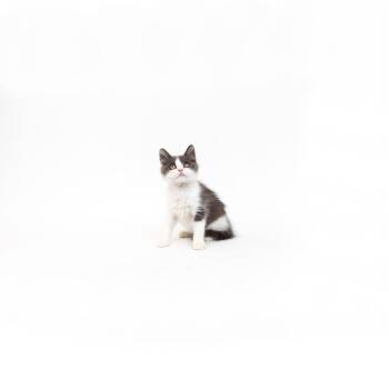 Sugarplum -  Domestic Short Hair Cat for Adoption in Los Angeles, California - Sugarplum | PetCurious