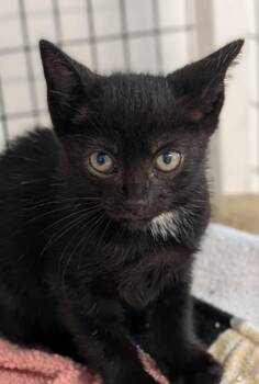 Rain -  Domestic Medium Hair Cat for Adoption in St. Augustine, Florida - Rain | PetCurious