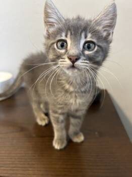 Rescue Domestic Short Hair Cats for Adoption in Morton Grove, Illinois - Raelynn | PetCurious