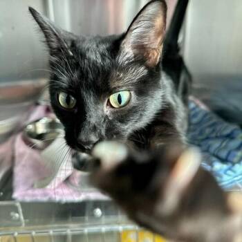 Domestic Short Hair Cats Available for Adoption in Matteson, Illinois - Alley | PetCurious