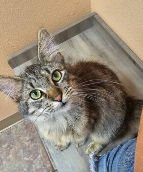 Rescue Domestic Medium Hair Cats for Adoption in The Woodlands, Texas - Kitty Soft Paws | PetCurious