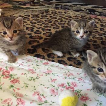Finn, Willow, & Daisy -  Domestic Short Hair Cat for Adoption in Buffalo, New York - Finn, Willow, & Daisy | PetCurious