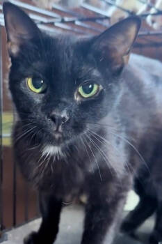 Rescue Domestic Short Hair Cats for Adoption in Phoenix, Arizona - Purrsia | PetCurious