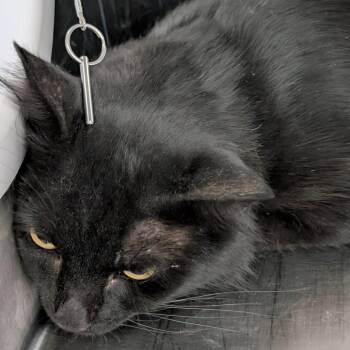 Gato Negro -  Domestic Medium Hair Cat for Adoption in Las Vegas, Nevada - Gato Negro | PetCurious