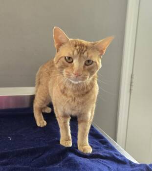 Weasley -  Domestic Short Hair Cat for Adoption in Dickson, Tennessee - Weasley | PetCurious