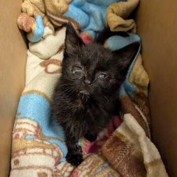minnie-me -  Domestic Short Hair Cat for Adoption in Philadelphia, Pennsylvania - Minnie-me | PetCurious