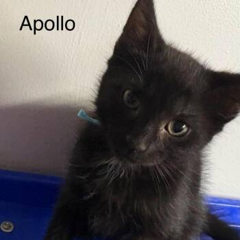 Apollo -  Domestic Medium Hair Cat for Adoption in Fairway, Kansas - Apollo | PetCurious