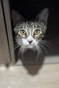 Domestic Short Hair and Tabby Cats Available for Adoption - Pandora | PetCurious