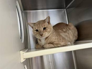 Domestic Short Hair Cats Available for Adoption in Tustin, California - BUTTERSCOTCH | PetCurious