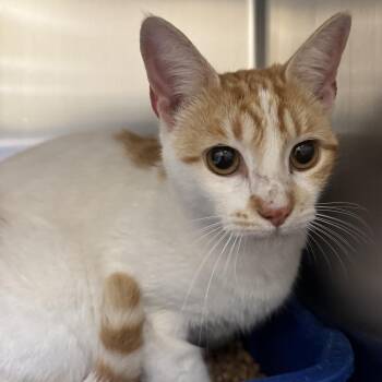 American Shorthair Cats Available for Adoption - Peaches | PetCurious