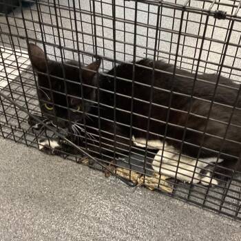 Nibble -  Domestic Short Hair Cat for Adoption in Montgomery, Alabama - Nibble | PetCurious