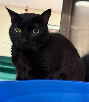 Popeye (Salem) -  Domestic Short Hair Cat for Adoption in West Chester, Pennsylvania - Popeye (Salem) | PetCurious