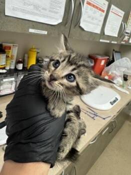 Domestic Short Hair Cats Available for Adoption in Farmers Branch, Texas - Ernie | PetCurious