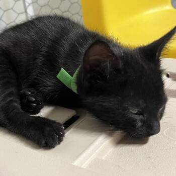 Twizzler -  Domestic Short Hair Cat for Adoption - Twizzler | PetCurious