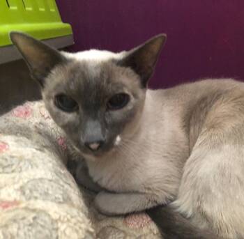 Siamese Cats Available for Adoption - Iris (w/ Daisy) | PetCurious